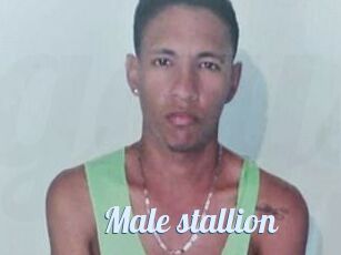 Male_stallion