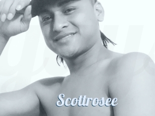 Scottrosee